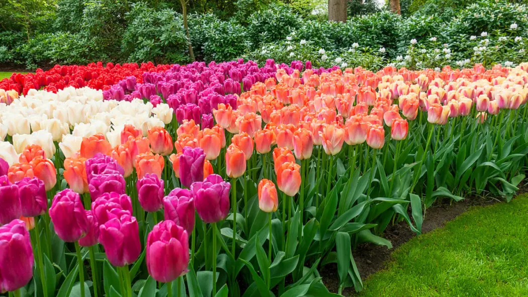 Comment planter des tulipes ? Guide étape par étape et choix des variétés