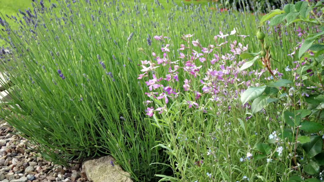 Comment semer la camomille ? Guide complet sur le semis et la culture au jardin